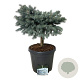 Picea pungens 'Karpaten' 40 cm stam 30L