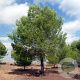 Pinus halepensis 60-80 cm 5,0L