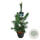 Pinus monticola 'Ammerland' 100-125 cm 30L extra