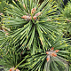 Pinus mugo 'Green Pearl' 20-25 cm 3,0L