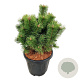 Pinus mugo 'Mumpitz' 30-40 cm 15L