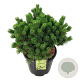 Pinus mugo 'Mumpitz' 40-50 cm 30L extra