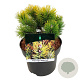 Pinus mugo 'Winter Gold' 15-20 cm
