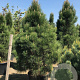 Pinus nigra 'Green Rocket' 200-250 cm cont. 180L