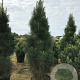 Pinus nigra 'Molette' 200-250 cm cont. 180L