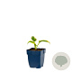 Hosta 'Permafrost' GM  P11