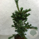 Pinus parv. 'Blauer Engel' 70-80 cm 10L