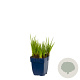 Juncus ensifolius GM  P11