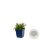 Leontopodium alpinum GM  P11
