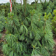 Pinus wallichiana 150-175 cm draadkluit