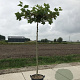 Platanus acerifolia 16-18 HO cont. 70L dakvorm 225