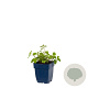 Nepeta faassenii GM  P11