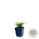 Polystichum set. 'Herrenhausen' GM  P11