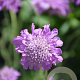 Scabiosa col. 'Pincushion Pink' GM  P11