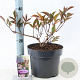 Sambucus nigra Black Beauty 30-40 cm 5,0L