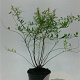 Spiraea arguta 80-100 cm 12L kegel