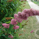 Spiraea salicifolia P9