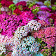 Achillea millefolium 'Summer Pastels' GM  P11
