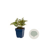 Astilbe (S) 'Sprite' GM  P11