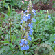 Salvia uliginosa GM  P11