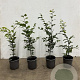Fagus sylvatica 60-80 cm 2,5L