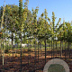 Acer campestre 'Elsrijk' 12-14 HO draadkluit