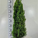 Thuja occ. 'Smaragd' 150-175 cm 20L