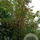 Acer freemanii 'Jeffersred' 14-16 HO draadkluit