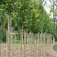 Tilia plat. 'Rubra' 14-16 HO draadkluit