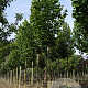 Tilia plat. 'Rubra' 14-16 HO draadkluit