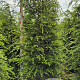 Tsuga canadensis 200-225 cm draadkluit extra
