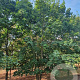 Acer platanoides 600-700 cm draadkluit meerstammig