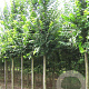 Ulmus 'Lobel' 14-16 HO draadkluit