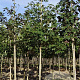 Acer pseudoplatanus 10-12 HO draadkluit