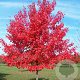 Acer rubrum 'Summer Red' 10-12 HO draadkluit