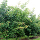 Acer rufinerve 10-12 HO draadkluit