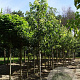 Acer saccharinum 8-10 HO draadkluit