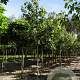 Acer saccharinum 8-10 HO draadkluit