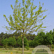 Acer s. 'Laciniatum Wieri' 20-25 HO draadkluit