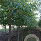 Acer saccharum 14-16 HO draadkluit