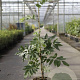 Wisteria sinensis 'Alba' 150-175 cm 5,0L