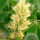 Aesculus flava 10-12 HO draadkluit