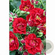 Rosa (M) Fairy Dance A kwaliteit C1.5 eigen wortel