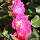Rosa (H) Pink Meidiland A kwaliteit C1.5 eigen wortel