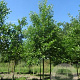 Alnus glutinosa 10-12 HO draadkluit