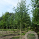Alnus incana 10-12 HO draadkluit