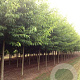 Alnus spaethii 20-25 HO draadkluit