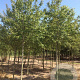 Amelanchier arborea 'Robin Hill' 12-14 HO draadkluit