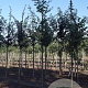 Betula pubescens 10-12 HO draadkluit