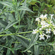 Buddleja 'Podaras 15' 60-80 cm 15L